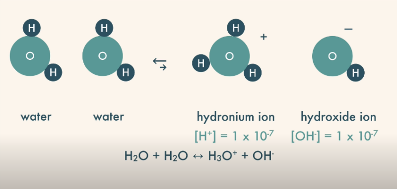 Self Ionization of water