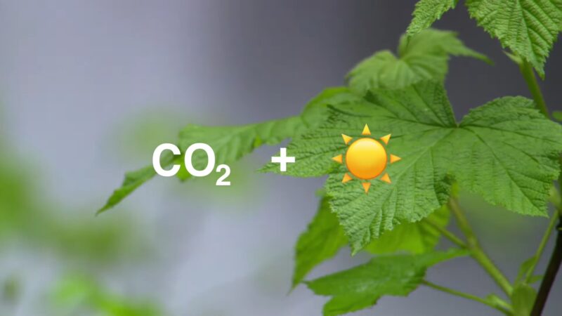 Role of CO2 in Photosynthesis